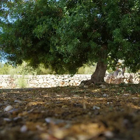 Andrew's - Luisanna Willa Torre Pali