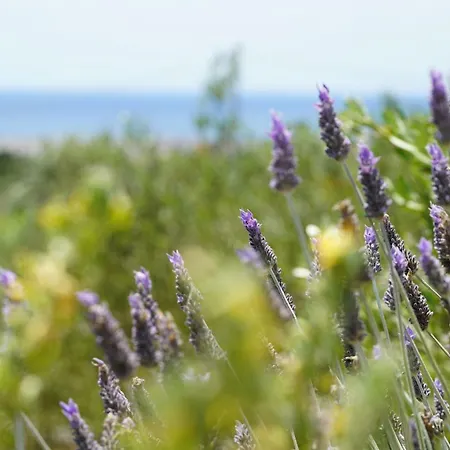 Willa Andrew's - Luisanna *